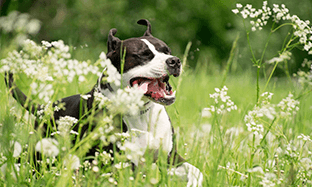 ¿Mi perro puede tener diabetes?